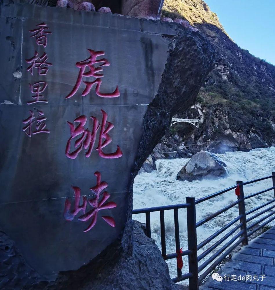 奥利维亚收养猫